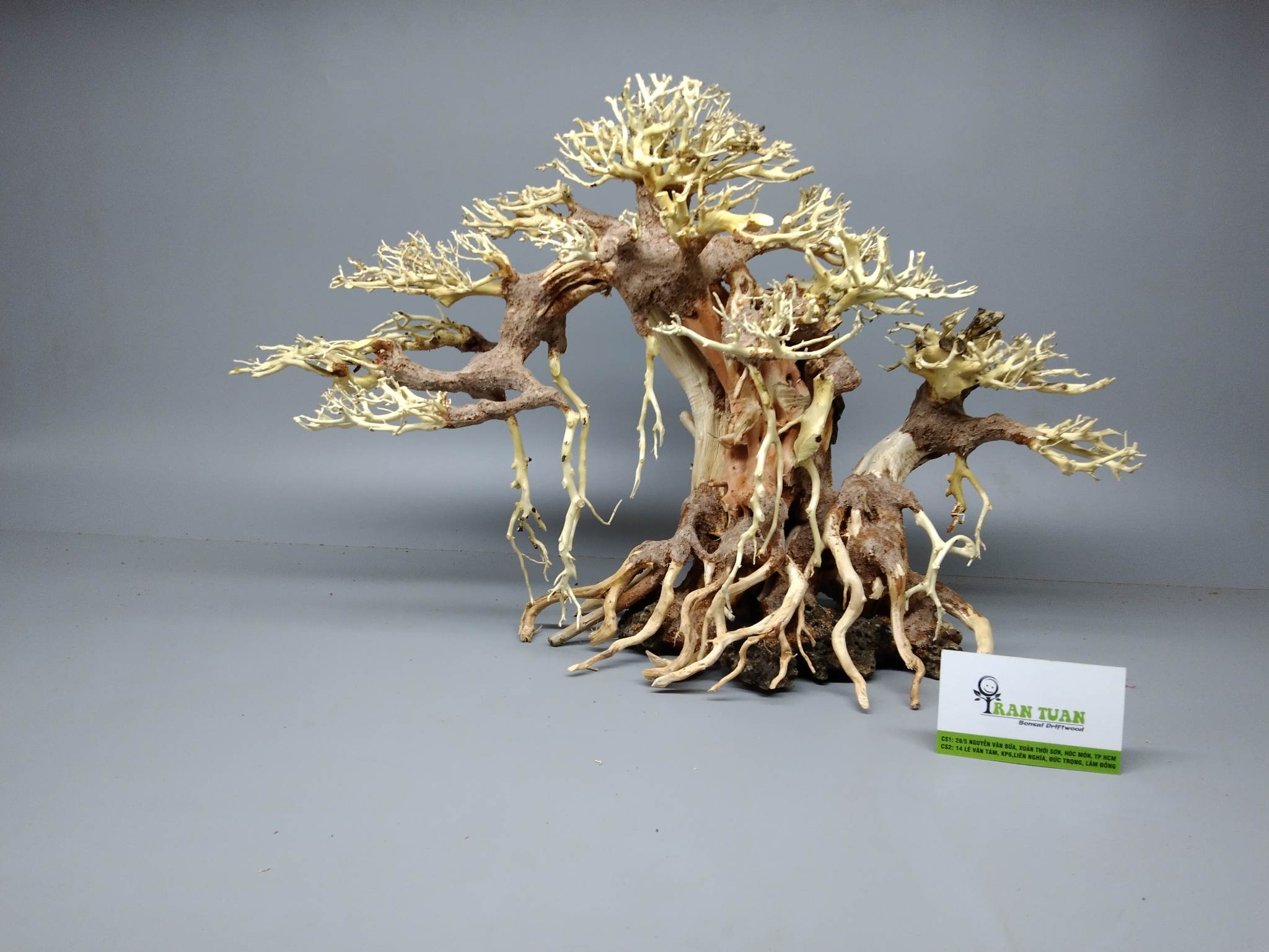 Cây gỗ lũa bonsai [Dùng cho hồ thủy sinh, hàng cao cấp ]