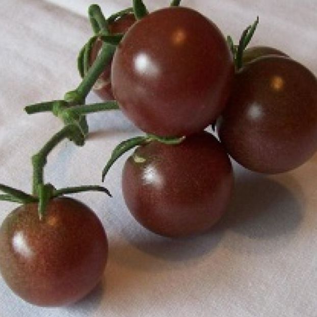 Hạt Giống Cà Chua Socola bi Siêu Trái-gói 20 hạt