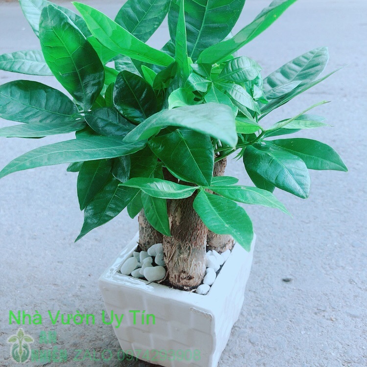Kim ngân 3 thân kèm chậu sứ vuông