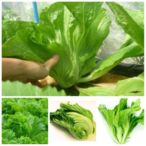 10 gram hạt giống rau dưa cải