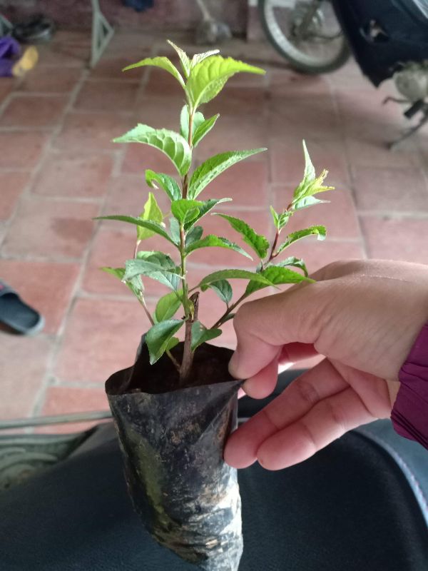 cây giống nhất chi mai (hoa chơi tết đẹp) (có tem chuẩn giống)