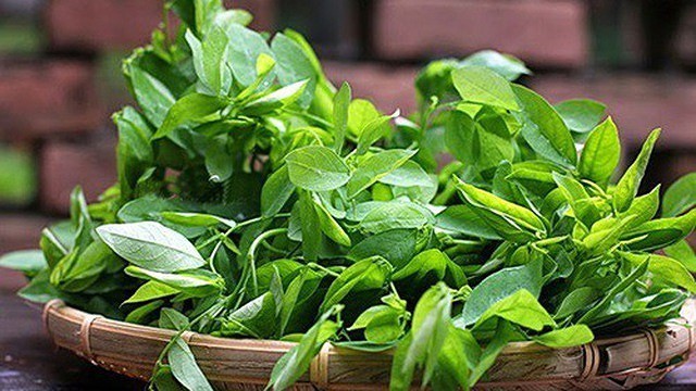 Hạt giống Cây rau ngót (Bồ ngót)