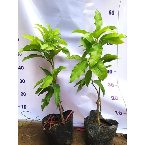 CÂY NGỌC LAN VÀNG - NGỌC LAN HOA VÀNG
