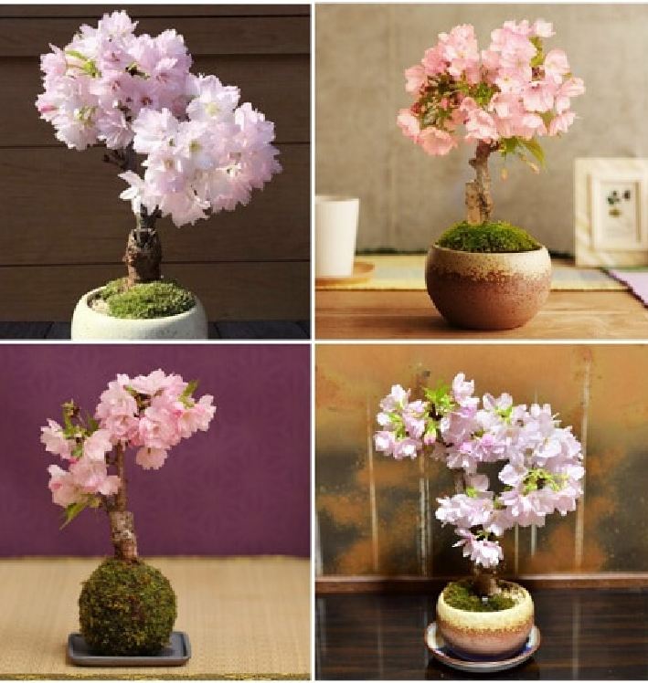 Japanese Cherry Blossom Seeds (10 Seeds)
