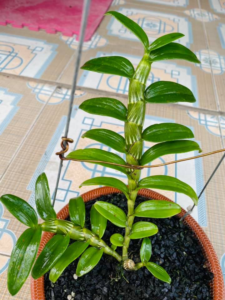 Hoa phong lan phi điệp - 6 mắt thái bình