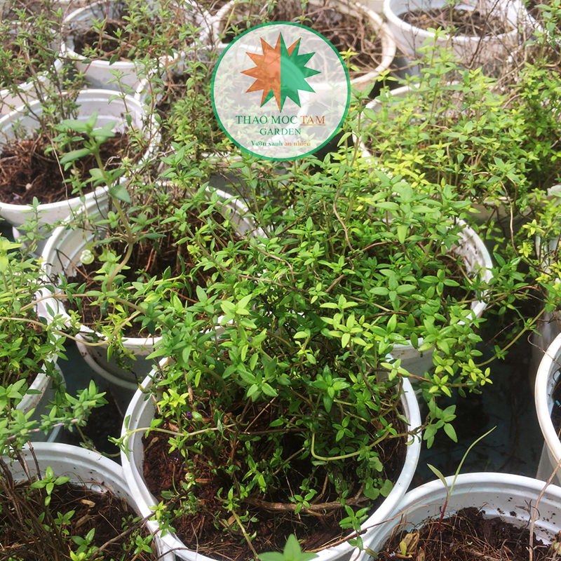 Cây Thyme/ Chậu cỏ xạ hương (cây gia vị)