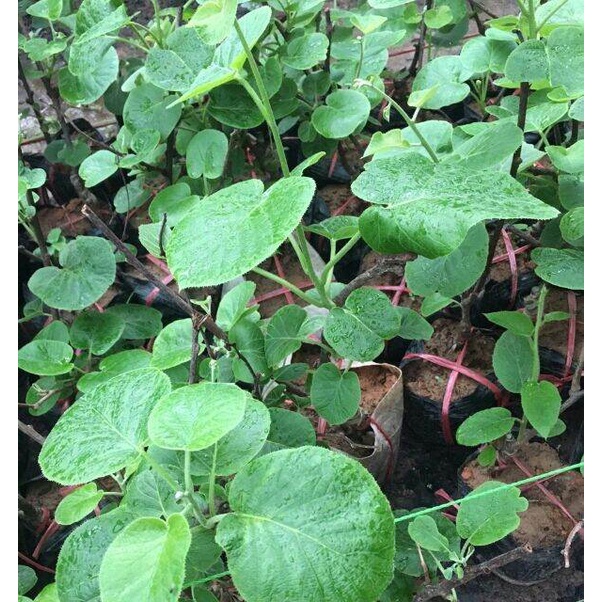 Cây kiwi ruột vàng (chuyên cây giống )