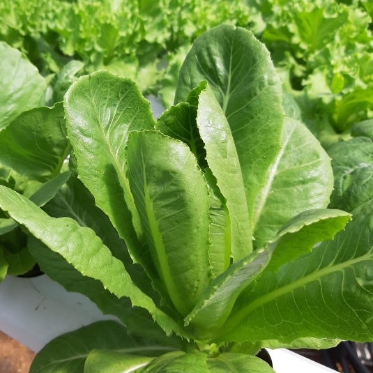 Hạt giống Xà Lách Romain Xanh Italy PSV103 | Phởms Market