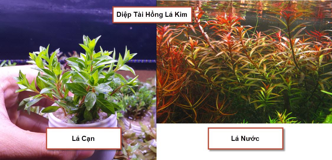 [Hoàn Tiền 10%] Cây Thủy Sinh: Diệp Tài Hồng