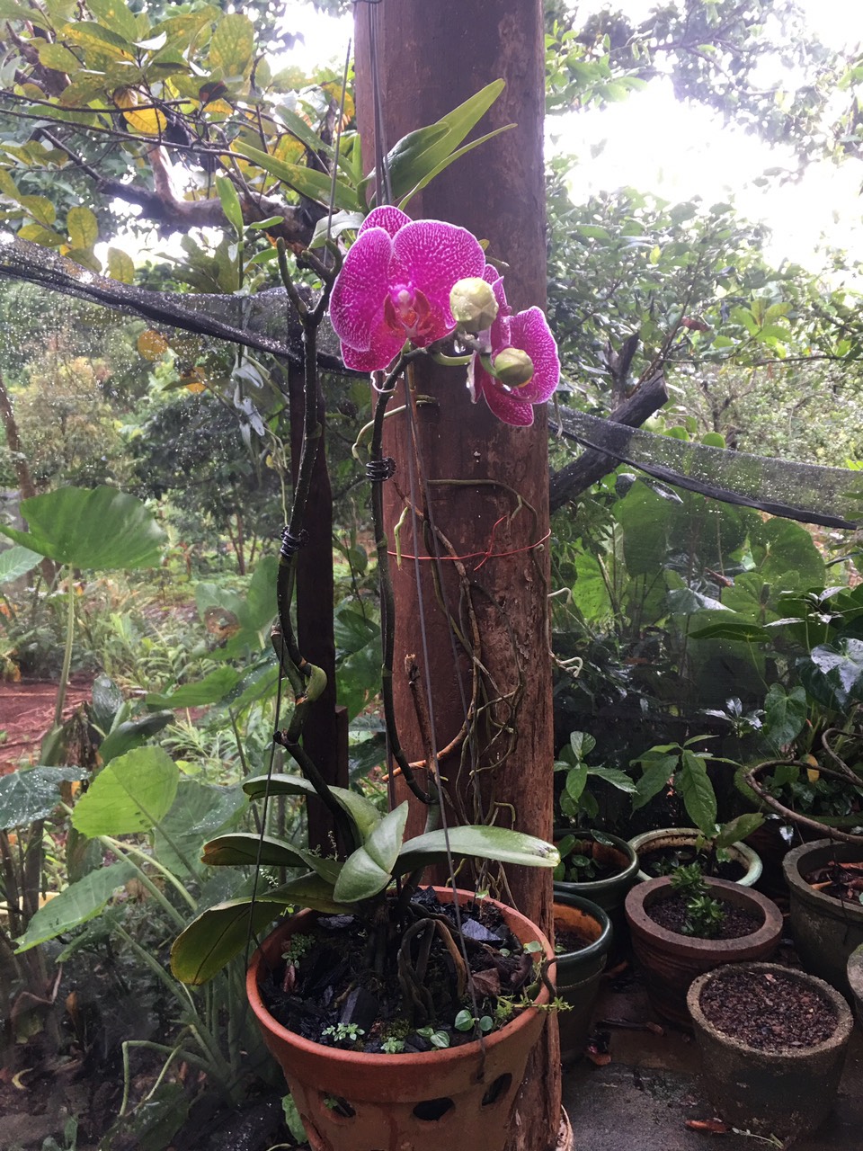 [HCM]Nước phá gel