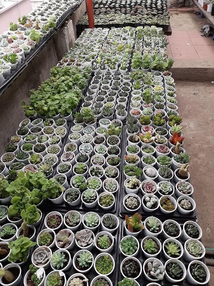 Sen đá cỡ nhỏ ngẫu nhiên