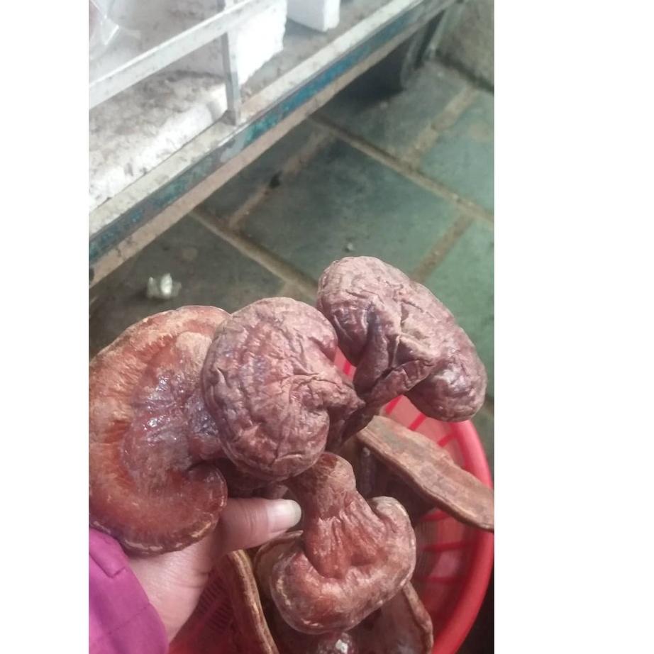 500g nấm linh chi đỏ