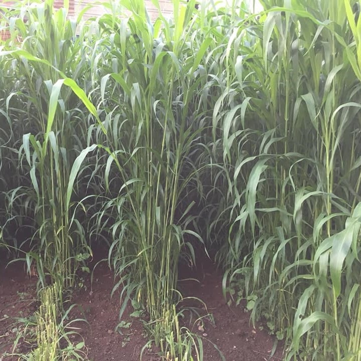 Hạt Giống Cỏ chăn nuôi SUDAN -Gói 100gram(tặng kèm phân bón)