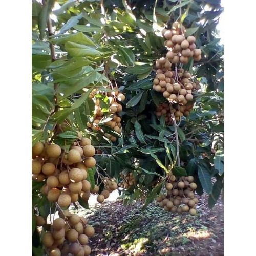 CÂY GIỐNG NHÃN MIỀN THIẾT