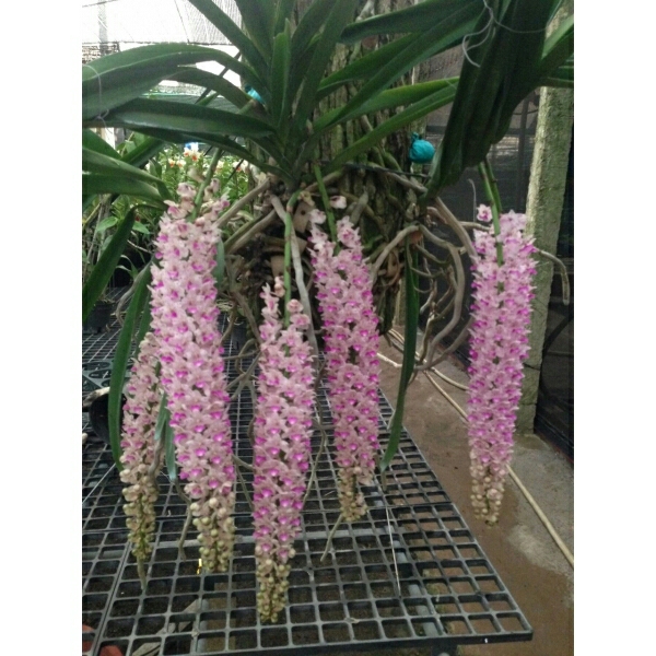 Hoa phong lan đuôi chồn cam kết chất lượng