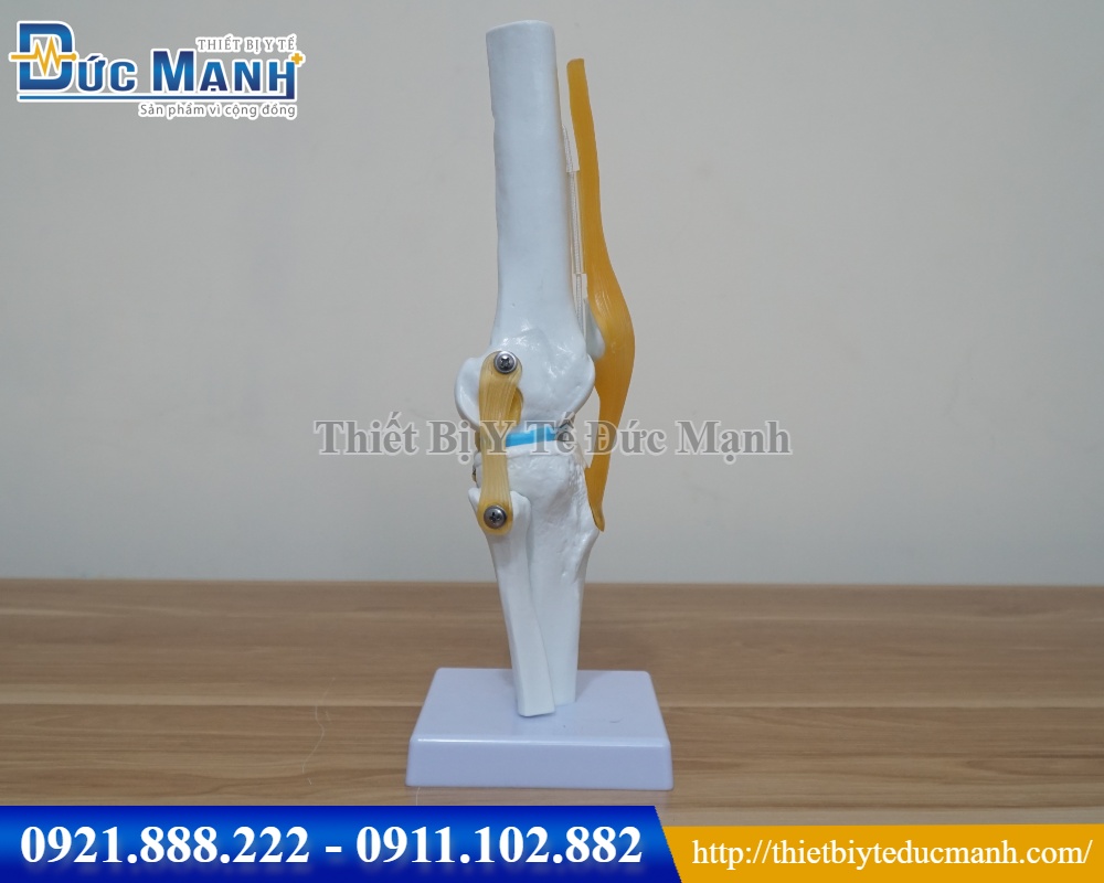 Mô hình khớp gối
