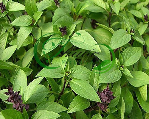 5GR_HẠT GIỐNG RAU HÚNG QUẾ (SIÊU DỄ TRỒNG)