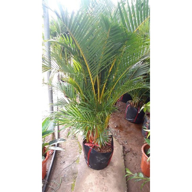 sản phẩm CÂY CAU LỤA