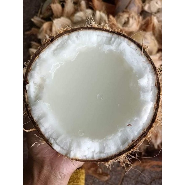 Dừa Sáp Sệt, Cơm vừa Nước Sệt (1_1.3kg)