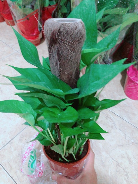 Trầu Bà Leo