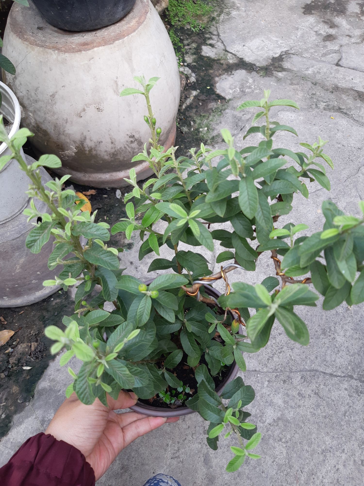 cây ổi bonsai TẶNG CHẬU