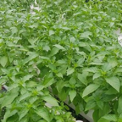 [Seeds] Hạt giống lá é trắng Rado (rau thơm sả), đóng gói 5gr (khoảng 1500 hạt)