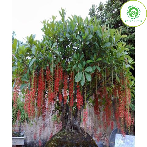 Cây lộc vừng giống cao 20cm