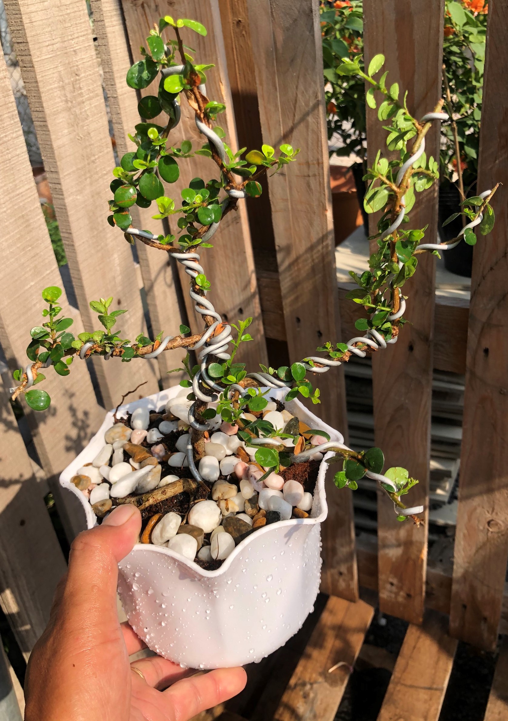 Cây si Nhật dáng Bonsai