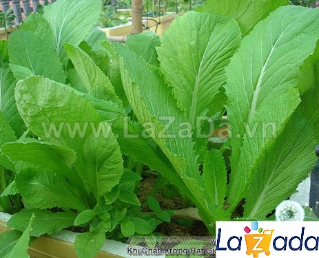 1KG Hạt Giống Cải Bẹ Xanh (| Y12*X45)