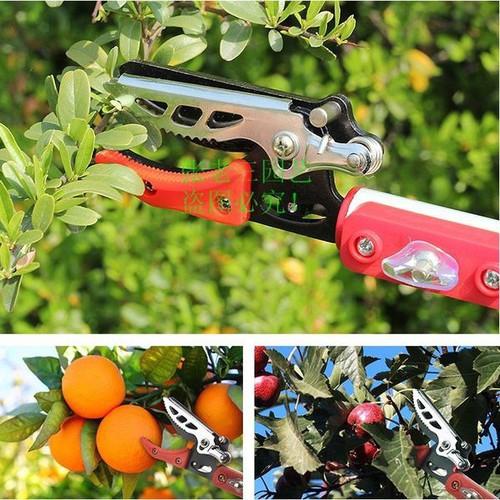 KÉO CẮT CÀNH, HÁI QUẢ .GIỮ QUẢ TRÊN CAO 4M