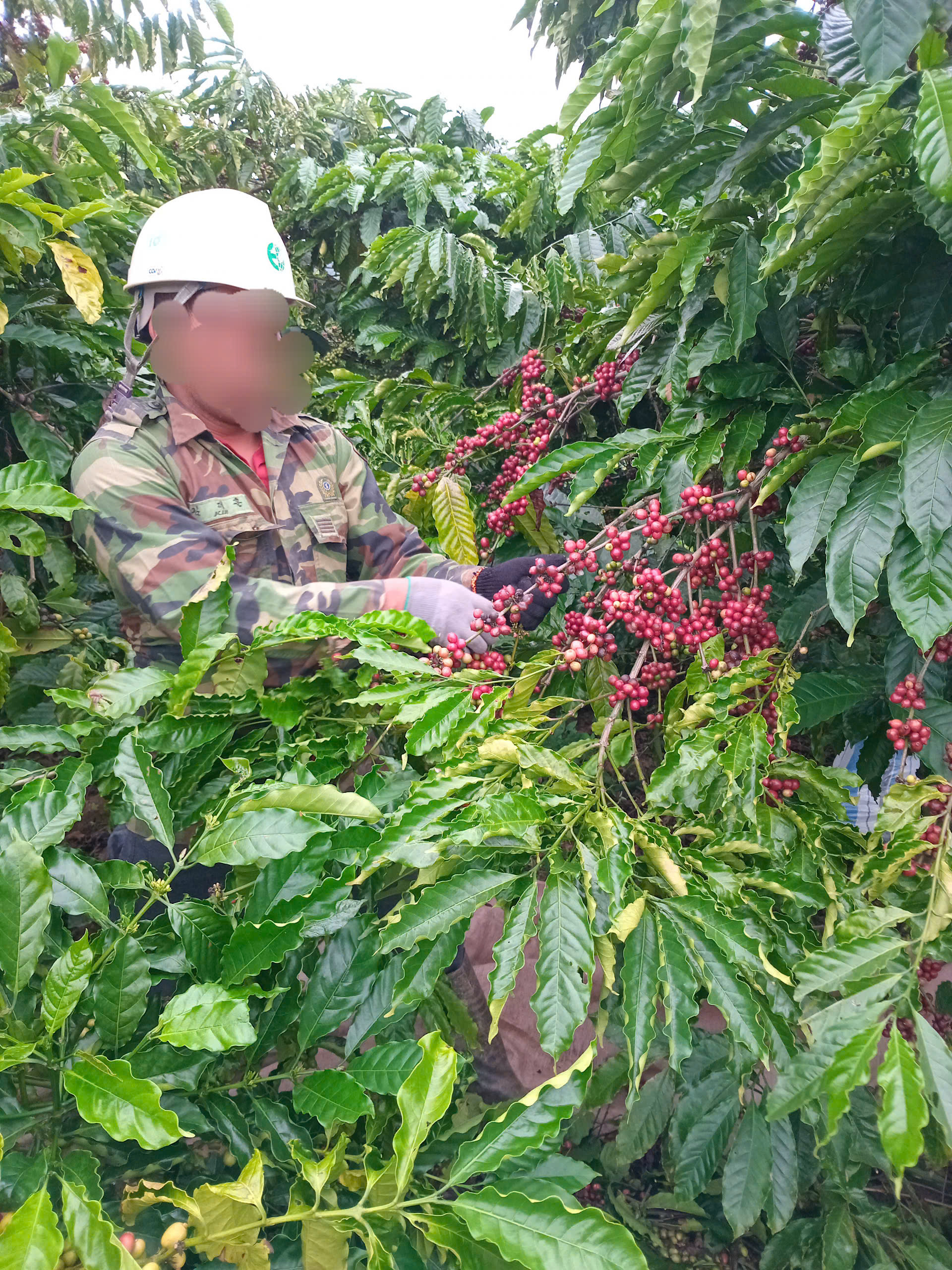 [500gr/1kg] Cà phê FINE ROBUSTA rang mộc, cà phê nguyên hạt rang xay cà phê bột pha phin pha máy, cafe sạch Lâm Đồng, Coffee K'Nớ.