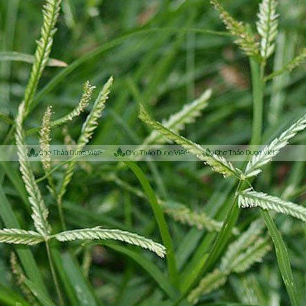 Dried Betel Grass 100g, Clean, Fragrant, Used for Hair Washing, Helps Smooth Hair and Promote Hair Growth