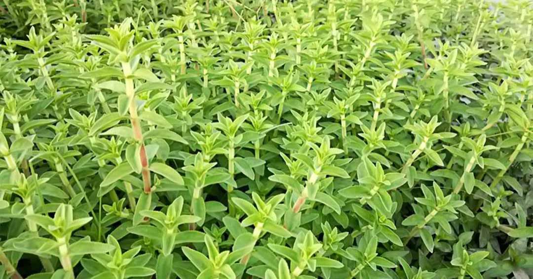 [HCM]Chậu Cây rau om (Rau ngổ thơm)