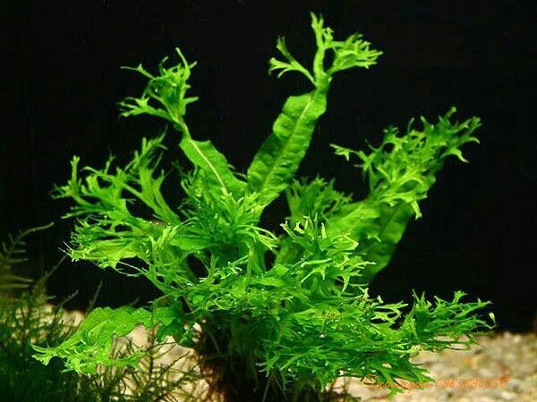 Cây thủy sinh Dương xỉ sừng hươu