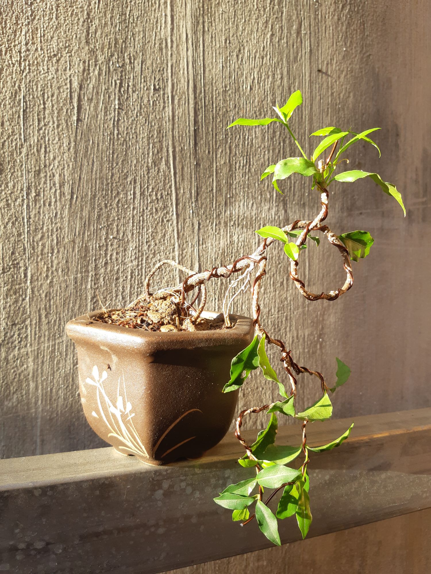 hồng ngọc mai bonsai siêu mini