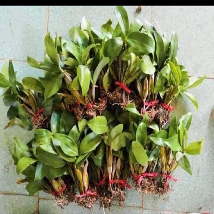 Hoa lan kiều vuông( cây đẹp,tết cho hoa)