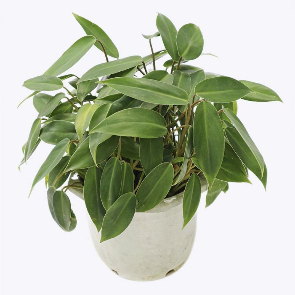 Trầu bà tỷ phú
