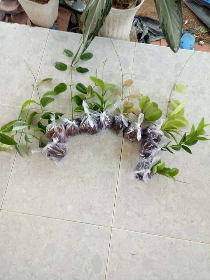 Combo 5 cây cẩm cù giống có chậu
