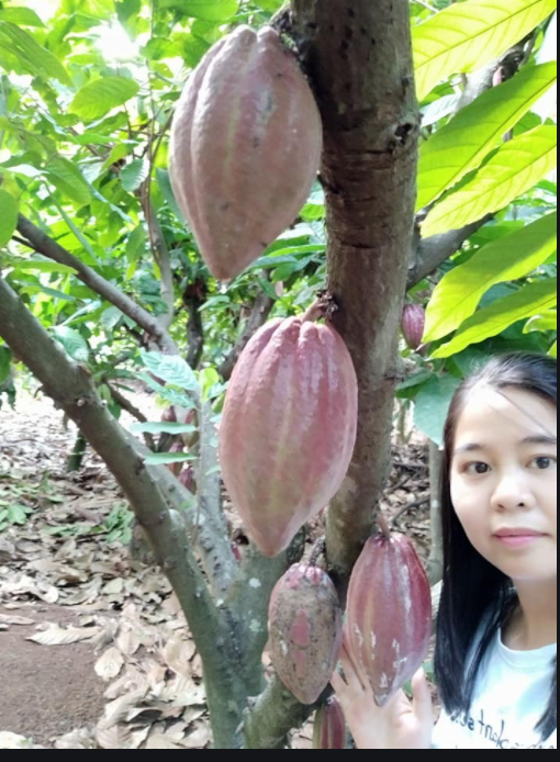 500 gr Bột cacao thơm ngon Nam Trường Sơn