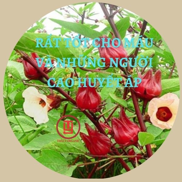 Trà Atiso sấy khô 200G -Thái Y MEDICINE