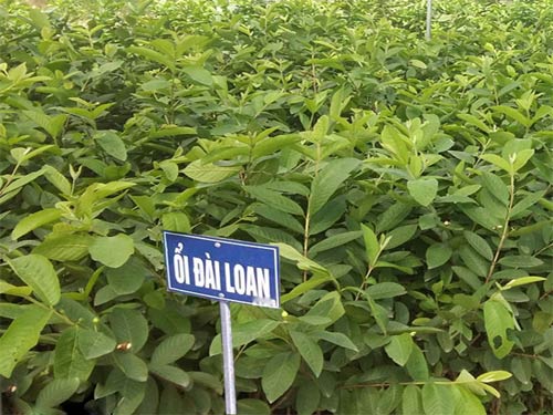 Cây giống Ổi Lê Đài Loa.n