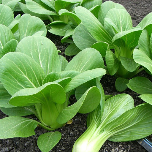 Hạt giống cải thìa cao sản nẩy mầm khỏe năng suất cao PTP20 | Phởms Market