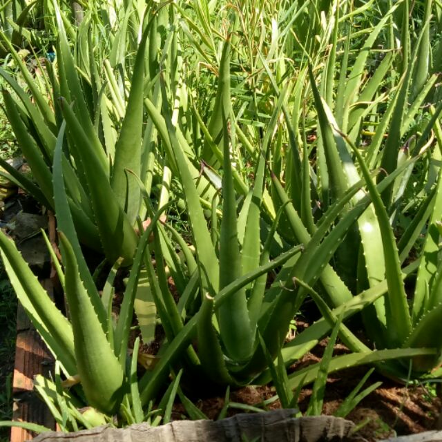 1 cây nha đam giống thái