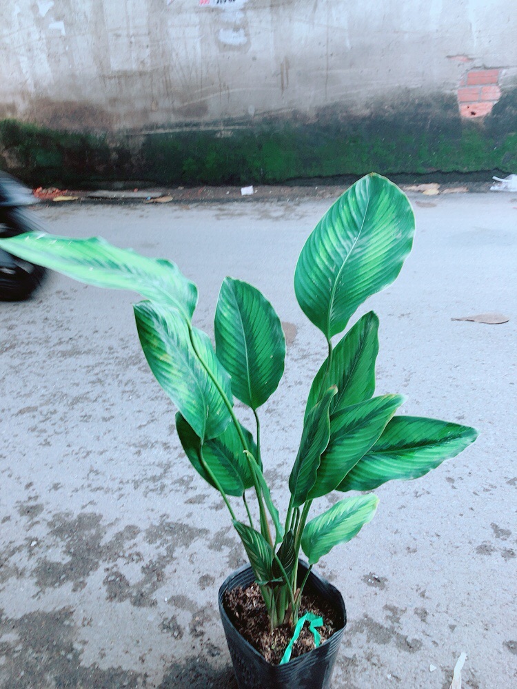 [HCM]Cây Đuôi Công Xanh