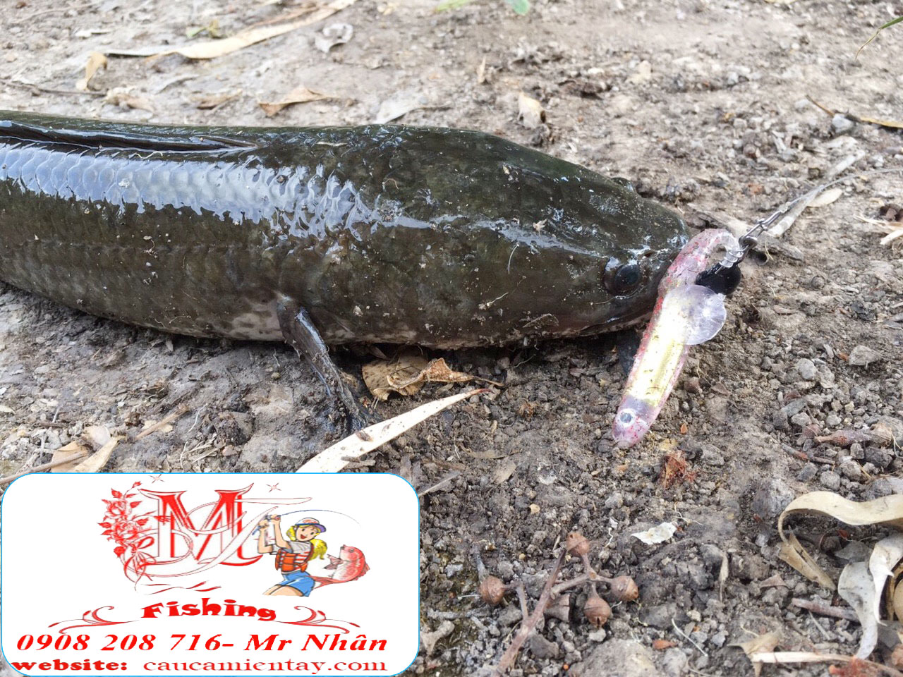 Mồi Mềm Lure Cá Lóc Chẽm Bộ 10 Con