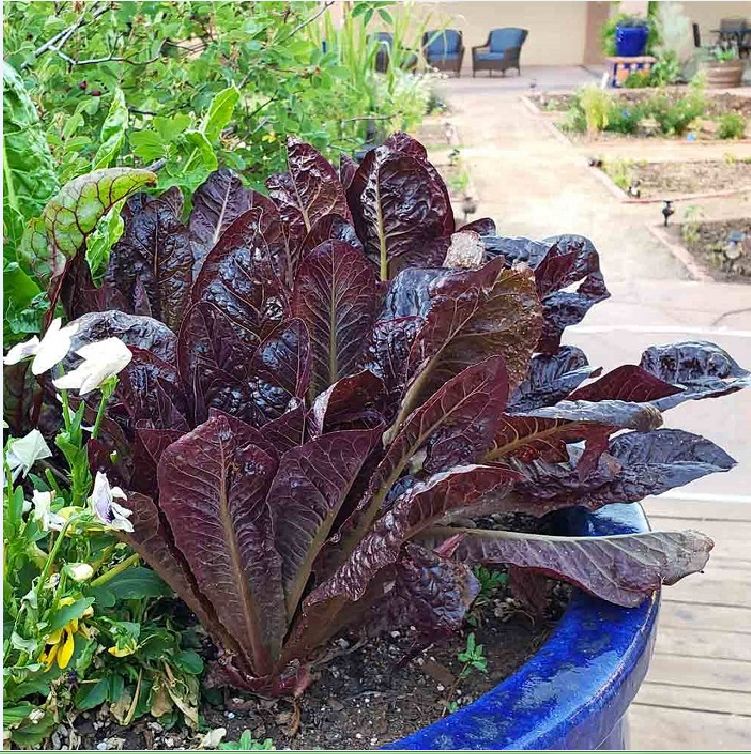 Hạt giống xà lách romaine đỏ - gói 0,2gr ( 140 hạt)