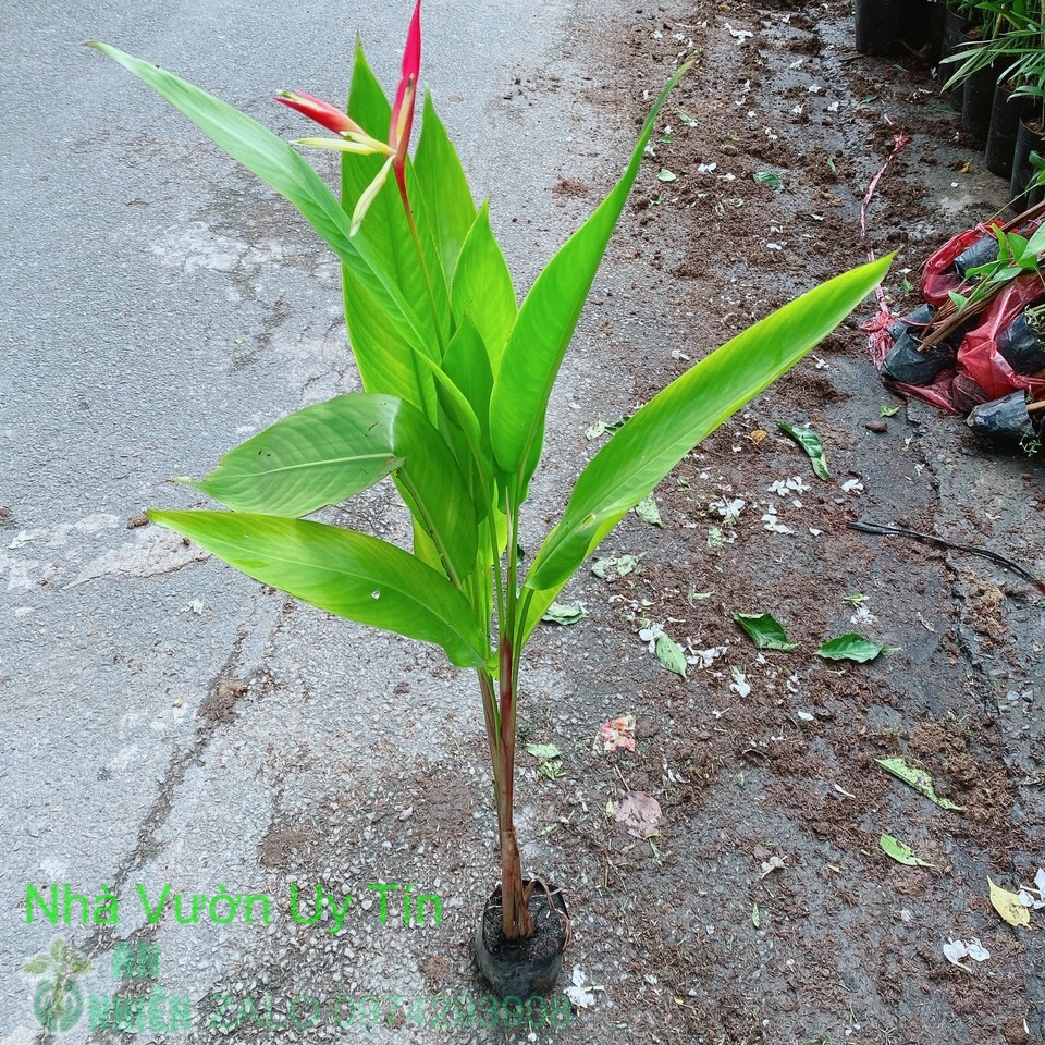 Cây chuối mỏ két