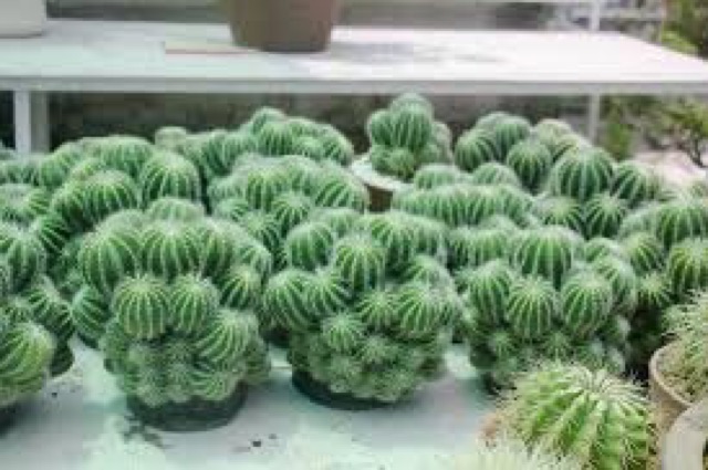 Bụi Xương Rồng Khế Bụi To