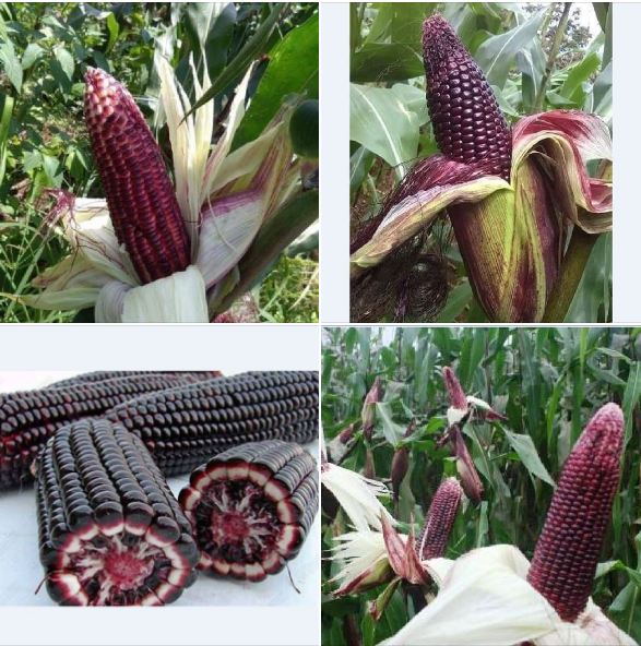 COMBO 2 gói hạt giống ngô tím lai  F1 (TẶNG gói kích thích hỗ trợ hạt nảy mầm)