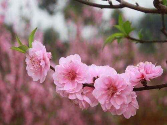 [ Xả - Cắt Lỗ] Hoa Đào Giống